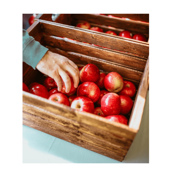 Autumn Apple Picking 